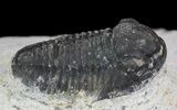 Bargain, Gerastos Trilobite Fossil - Morocco #68642-2